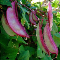 Hyacinth Bean Seeds