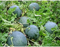 Red Watermelon Fruit Seeds - Perfect for Summer Harvest