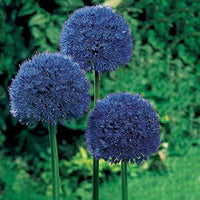 Persian Blue Allium Seeds