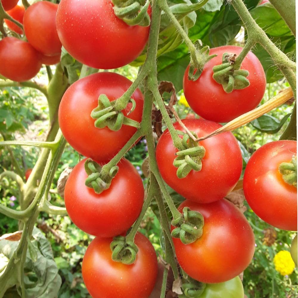 Willamette VF tomato plant grown from organic and conventional seeds with smooth, round red fruits and disease resistance