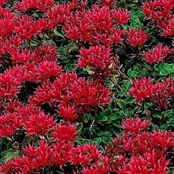 Heirloom Non-GMO Red Sedum Flower Seeds for Planting – Colorful Drought-Tolerant Ground Cover Seeds