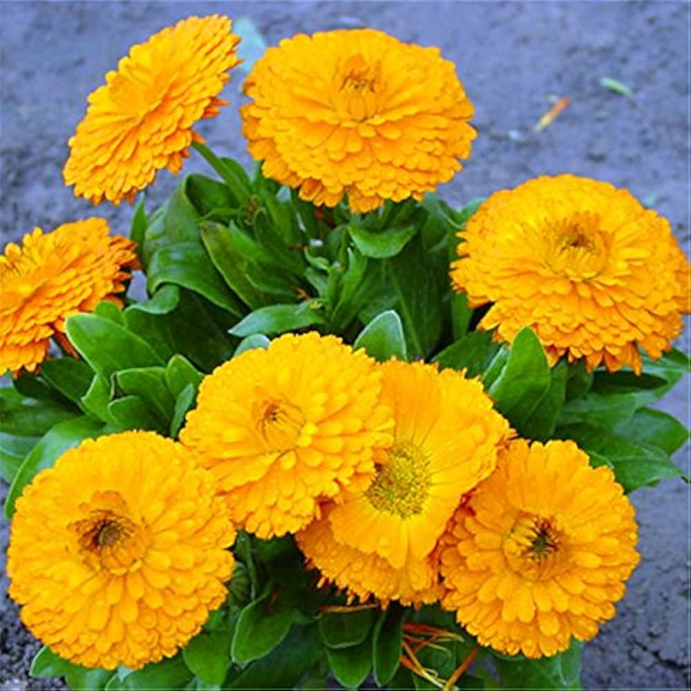 Calendula Officinalis Yellow Flower - for planting in home garden