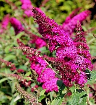 Miss Ruby Pink Flower Seeds for Planting – Organic, Heirloom, Non-GMO Garden Seeds