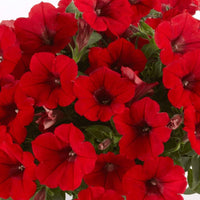 Red Petunia Petunia Hybrida Flower Seeds for Planting in Home Garden and Hanging Baskets