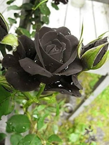 Black Rose seeds for deep, dark blooms that add a dramatic touch to gardens or floral arrangements