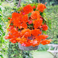 Orange Cascade Begonia