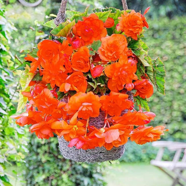 Orange Cascade Begonia