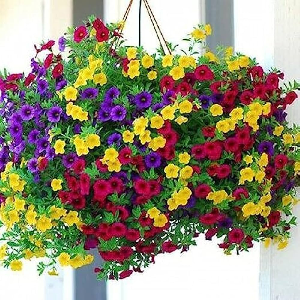 Hanging Petunia flower seeds producing cascading blooms in shades of pink, purple, and white, perfect for baskets and containers