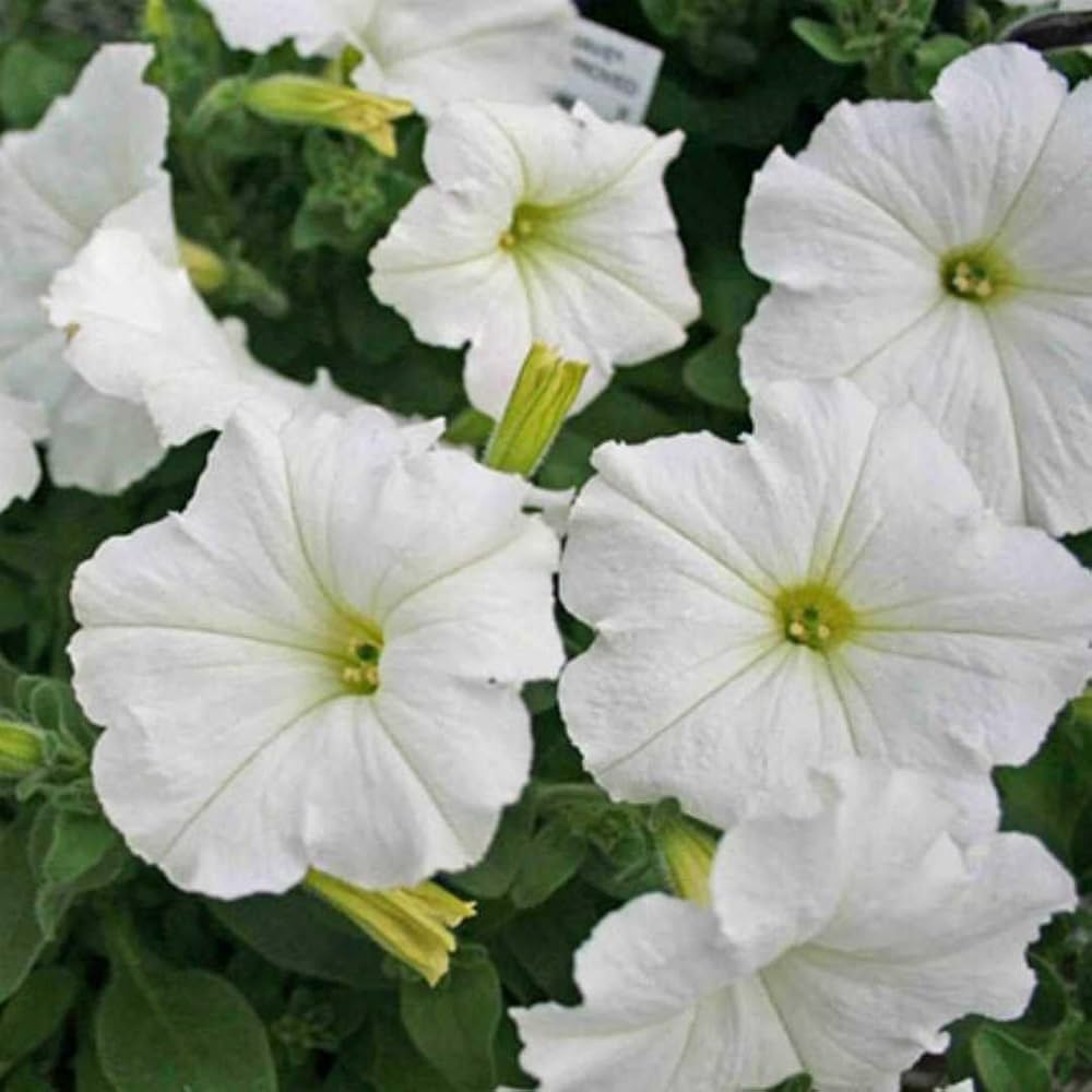 Petunia Petunia hybrida Flower Seeds for Planting Hanging Petal Variety in Vertical Garden