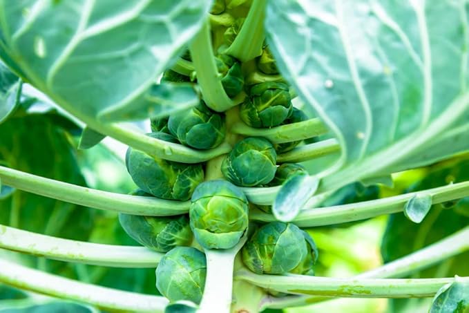 Churchill – Brussels Sprout Seed