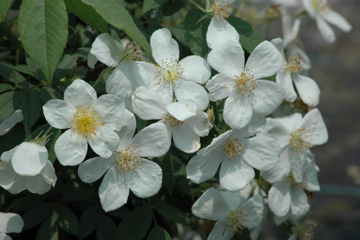 Brunonii Flower Seeds for Planting – Heirloom, Non-GMO, Vibrant Blooms for Your Garden