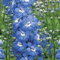 Delphinium Sky Blue Mixed Flower - for planting in home garden