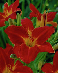 Hybrid Daylily Hemerocallis Flower Seeds