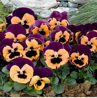 Heirloom Non-GMO Purple Orange Pansy Flower Seeds for Garden Planting – Vibrant Cool-Season Blooms