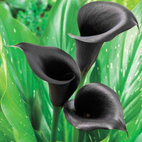 Calla Lily Elegant Perennial Flower Seeds