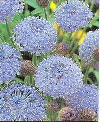 Organic Blue Lace Flower Seeds for Planting – Heirloom & Non-GMO Garden Seeds