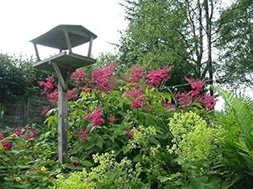 Pink Filipendula Rubra Flower Seeds for Planting - 100 pcs