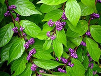 Purple Callicarpa Fruit Seeds - Vibrant and Beautiful Berries for Landscaping 100 pcs