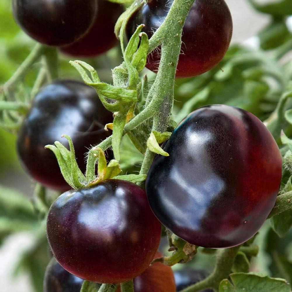 Indigo Rose Black Tomato Heirloom Vegetable Seeds