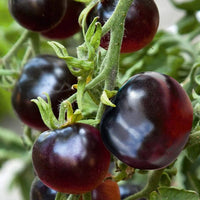 Indigo Rose Black Tomato Heirloom Vegetable Seeds