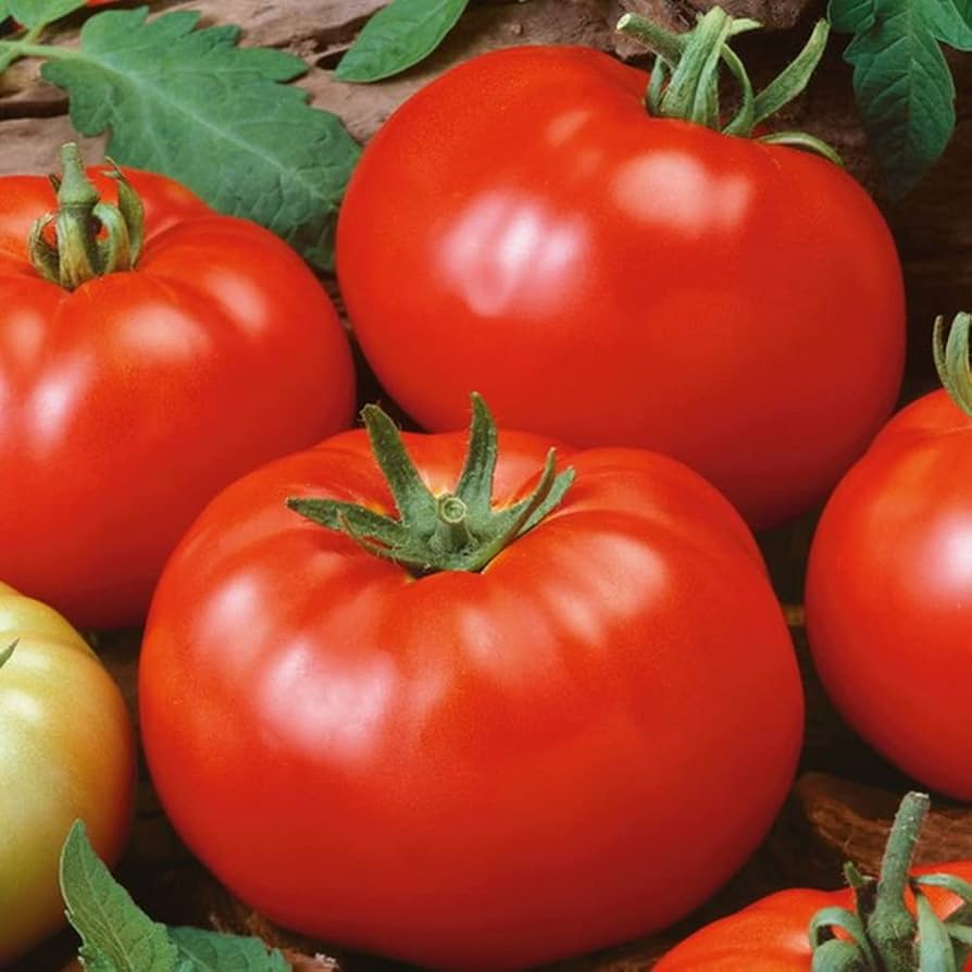 Brandywine (tomato Solanum lycopersicum red heirloom vegetable) for planting in garden