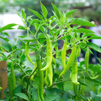 Chilli Seeds for Planting - 100 pcs