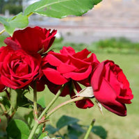 Rose Red Perennial Flower Seeds for Garden