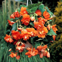 Orange Cascade Begonia
