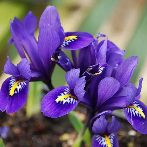 Iris Flower Rare Easy Grow Plant Seeds