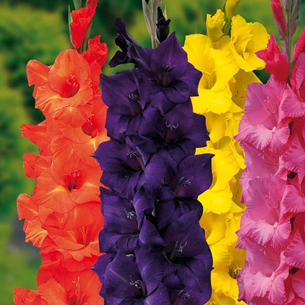 Dwarf Gladiolus Collection