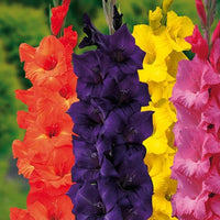 Dwarf Gladiolus Collection