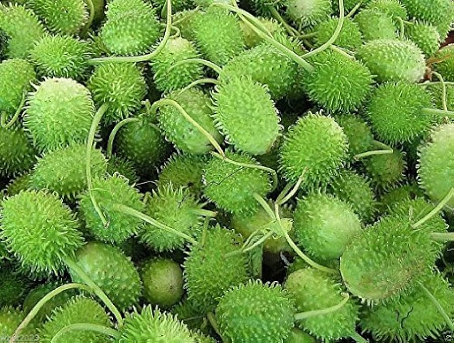 Cucumis Anguria Cucumis anguria seeds for home trellis garden
