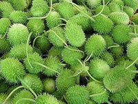 Cucumis Anguria Cucumis anguria seeds for home trellis garden