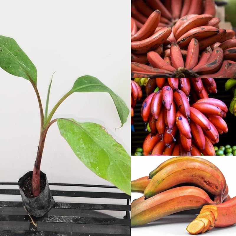 Tomato Solanum lycopersicum Vegetable Seeds for Planting Anhui Red Banana Long Variety in Home Garden