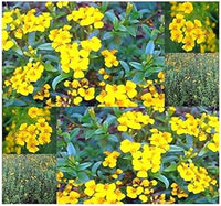 Tagetes Lucida Flower Seeds for Planting 100 -Hierloom Flower Seeds