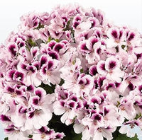 Heirloom Non-GMO Purple & White Geranium Flower Seeds – Bicolor Blooms for Planting