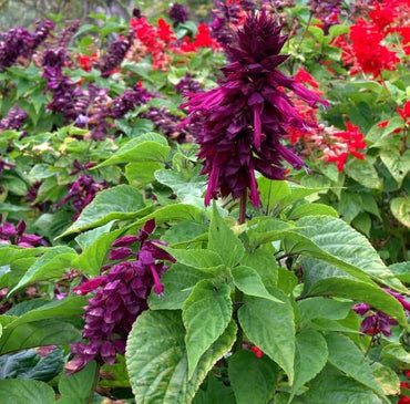 Salvia Splendens Sizzler Purple flower seeds – vivid annual garden display