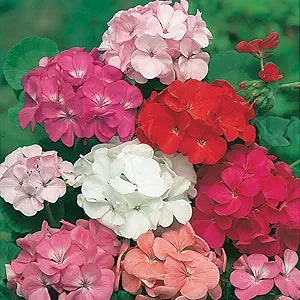 Rare Varied Geranium Flower Seeds for Home & Garden