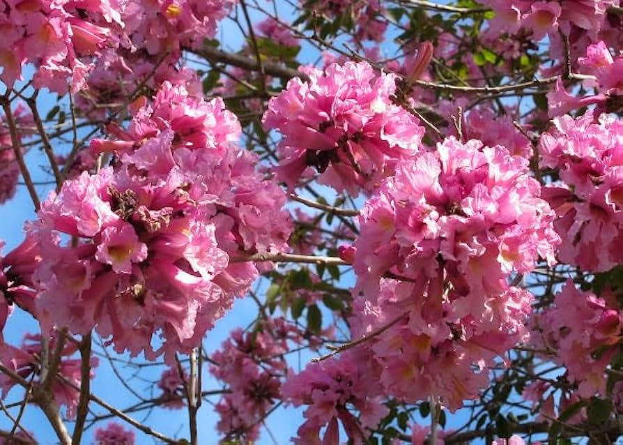 Pink Jacaranda Mimosifolia Flower Seeds – Heirloom, Non-GMO Flower Seeds for Planting - Jacaranda for planting in home garden