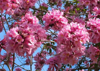 Pink Jacaranda Mimosifolia Flower Seeds – Heirloom, Non-GMO Flower Seeds for Planting - Jacaranda for planting in home garden