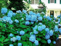 Heirloom Sea Blue Hydrangea Flower Seeds, Non-GMO Vibrant Blooms for Planting