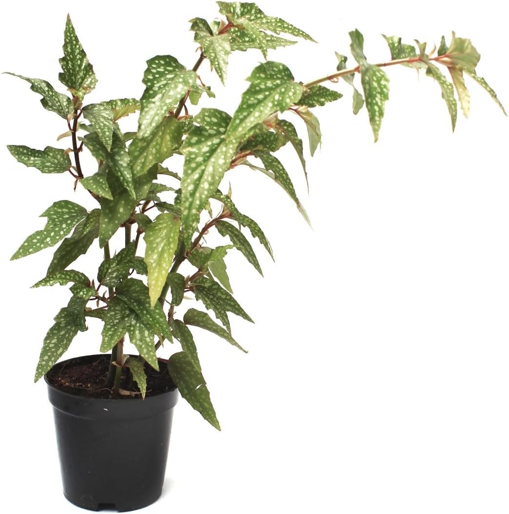 Begonia Maculata Flower Seeds – Heirloom, Non-GMO Flower Seeds for Planting