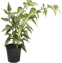 Begonia Maculata Flower Seeds – Heirloom, Non-GMO Flower Seeds for Planting - Maculata for planting in home garden