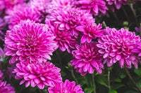 Organic Chrysanthemum Flower Seeds for Planting, Purple Shade – Heirloom, Non-GMO
