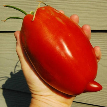 Capsicum Annuum Seeds Smooth Tomato Pepper Seeds for Planting in Home Garden and Patio Pots