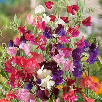 Pea Flower Seeds Heirloom Non GMO Planting - 100