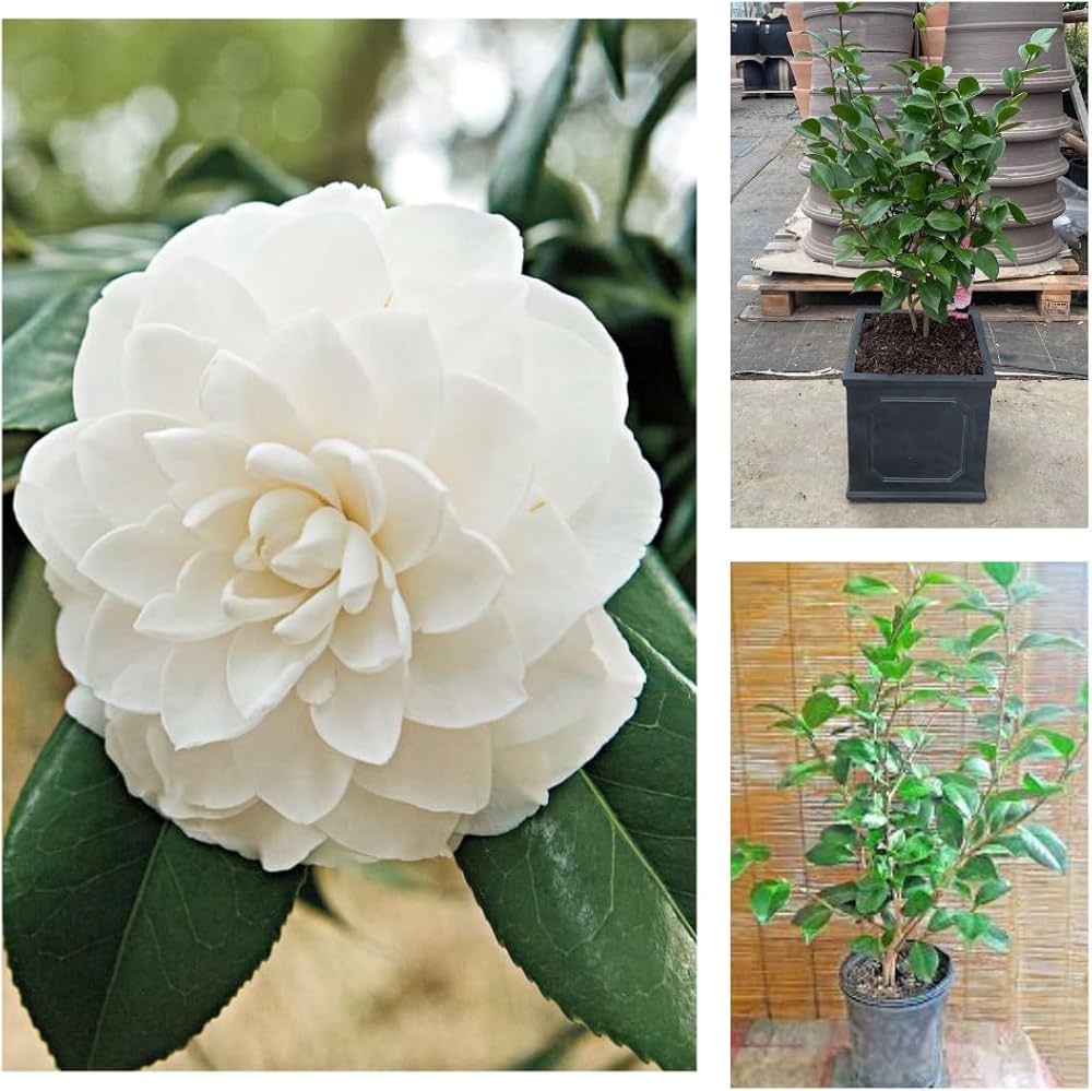 White Camellia Impatiens seeds – balcony-perfect patio blooms