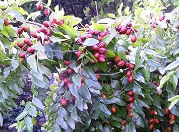 Red Ziziphus Jujuba Fruit Seeds for Planting - Sweet Jujube Trees, Heirloom & Non-GMO Seeds