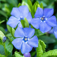 Heirloom Non-GMO Sky Blue Periwinkle Flower Seeds for Serene and Colorful Garden Planting for planting in home garden
