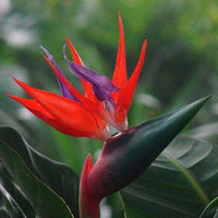 Heirloom Non-GMO Red Strelitzia Reginae Flower Seeds for Planting – Exotic Tropical Garden Blooms